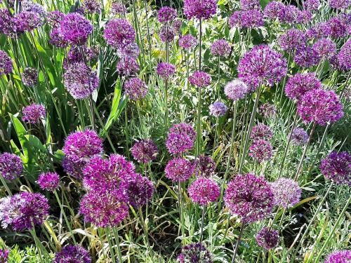 Die Gemeinde bietet verschiedene Parzellen zur Pacht an.