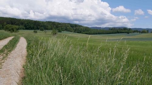 In Schwörstadt führen verschiedene Wanderwege über grüne Wiesen, durch den Wald oder am Rhein entlang.