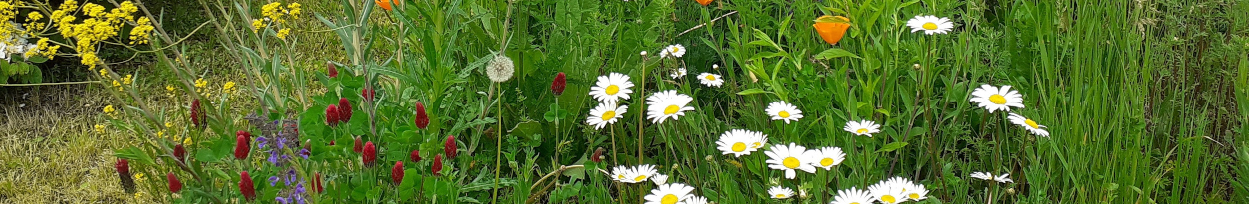 Vom Bauhof angelegte Blühwiese in Schwörstadt